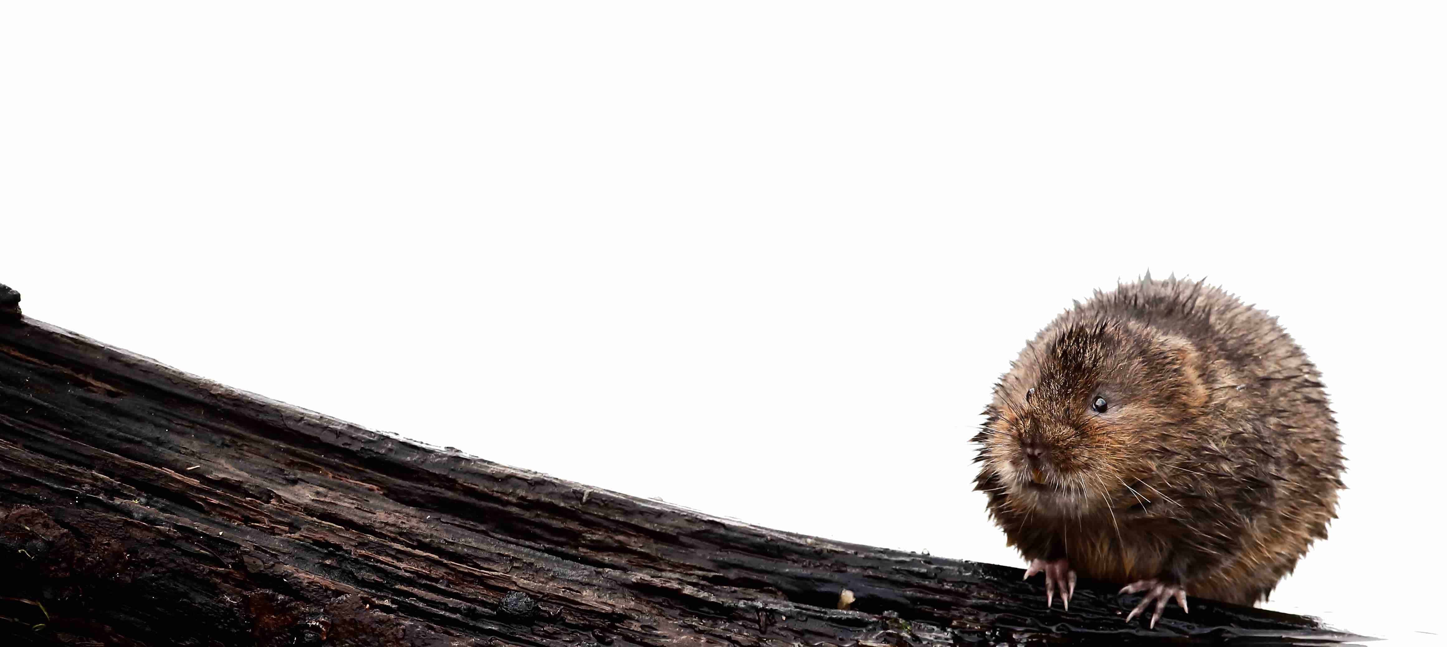 water voles logo