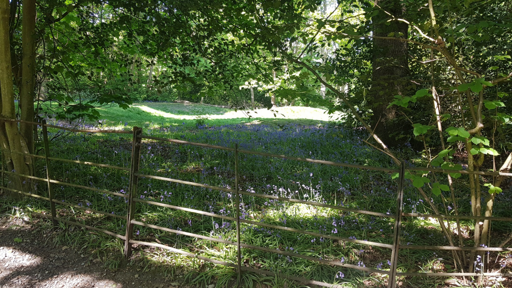 Beckenham Place Park - Bluebells © Ben Stockwell