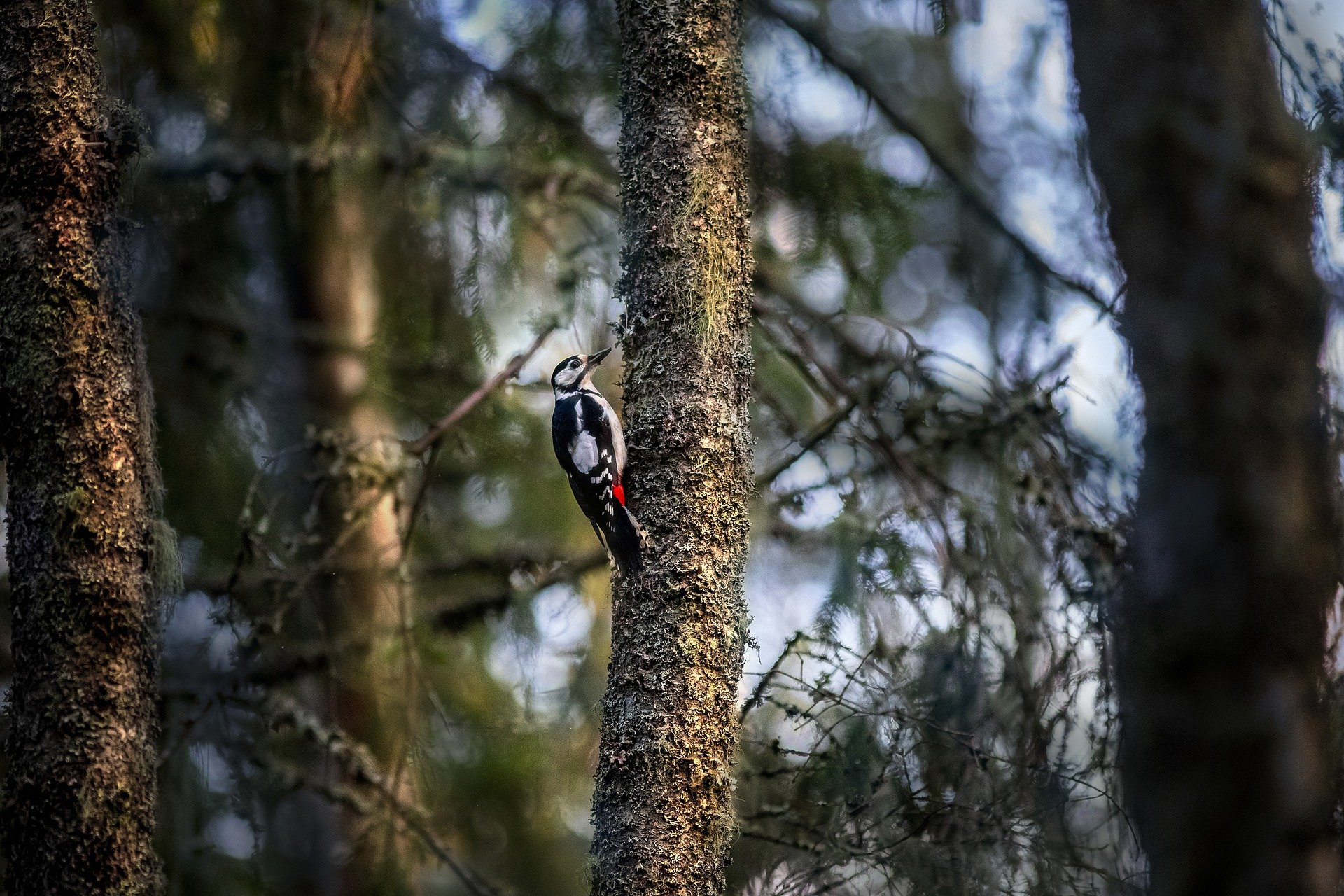 Great spotted woodpecker Great spotted woodpecker