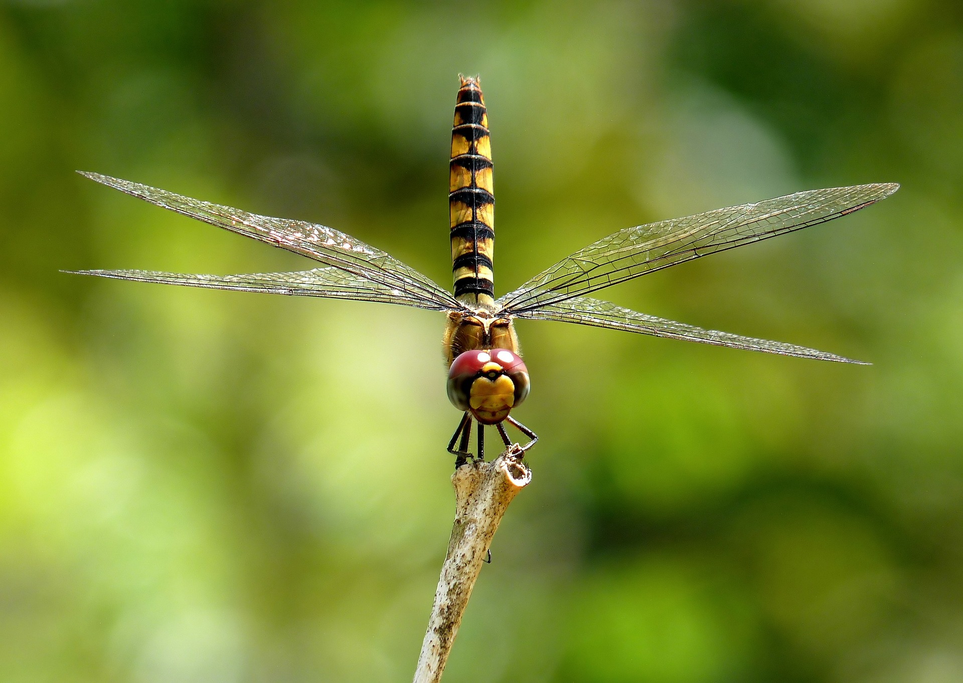Dragonfly Dragonfly