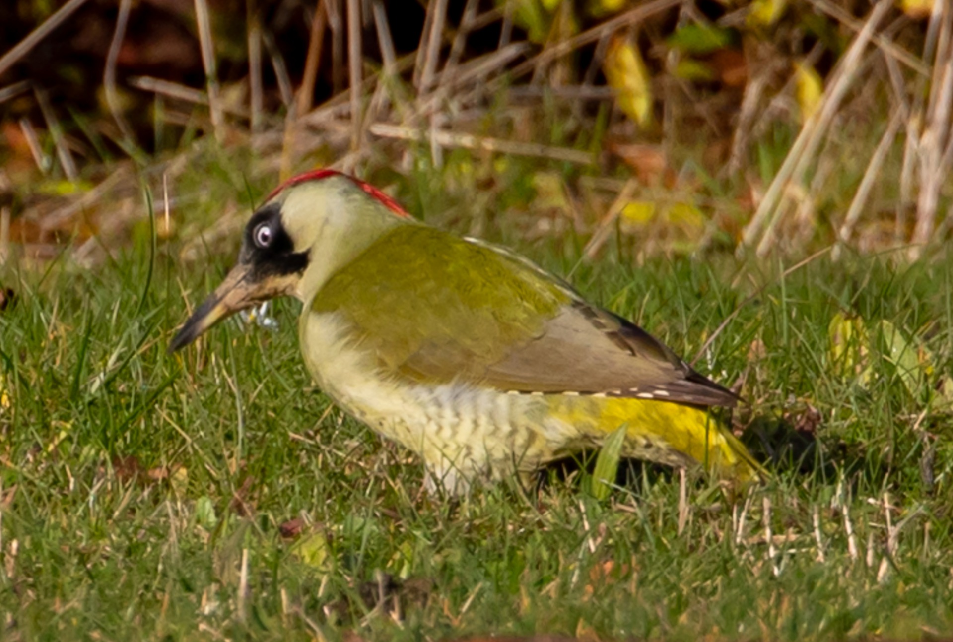 Green woodpecker Green woodpecker