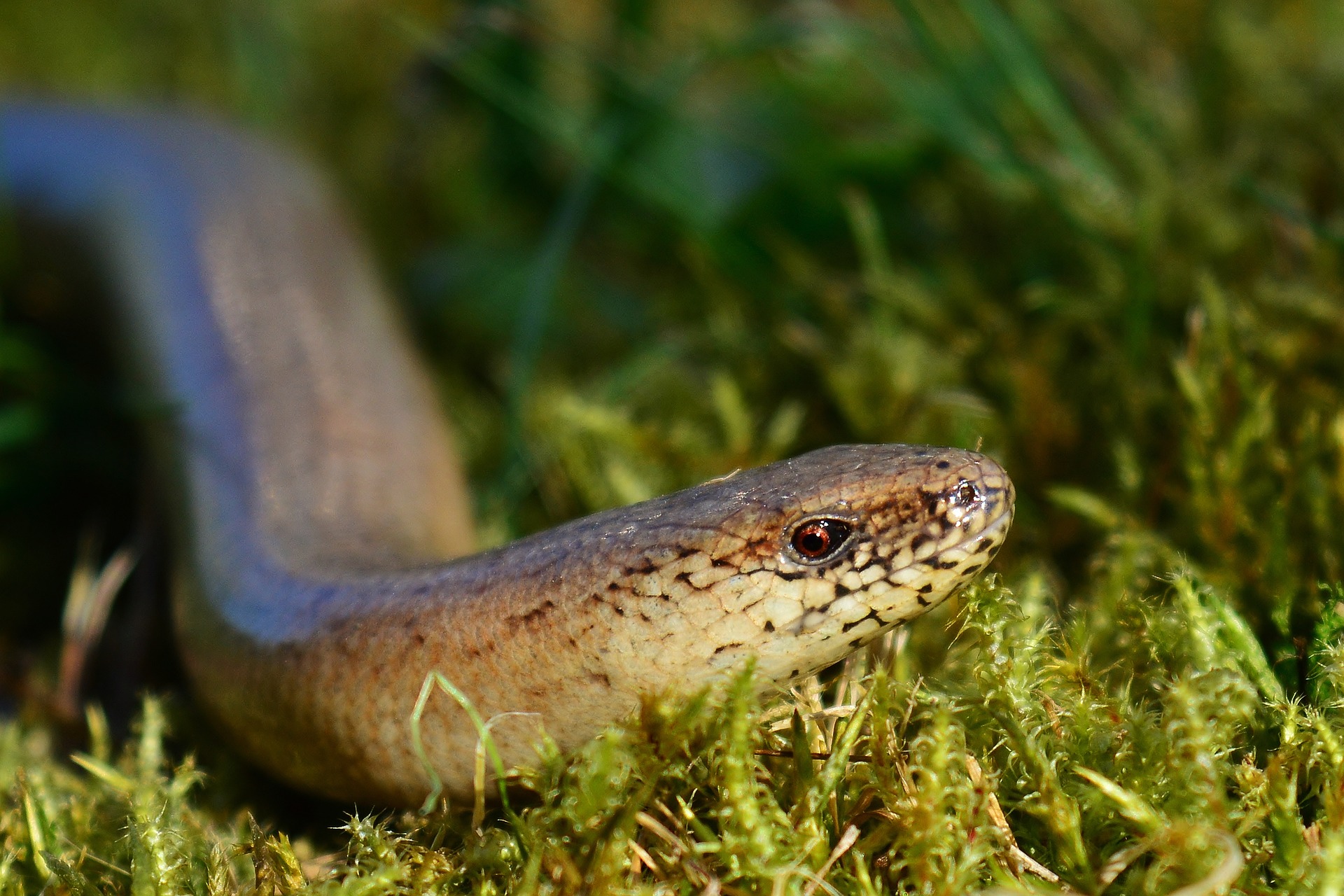 Slow Worm