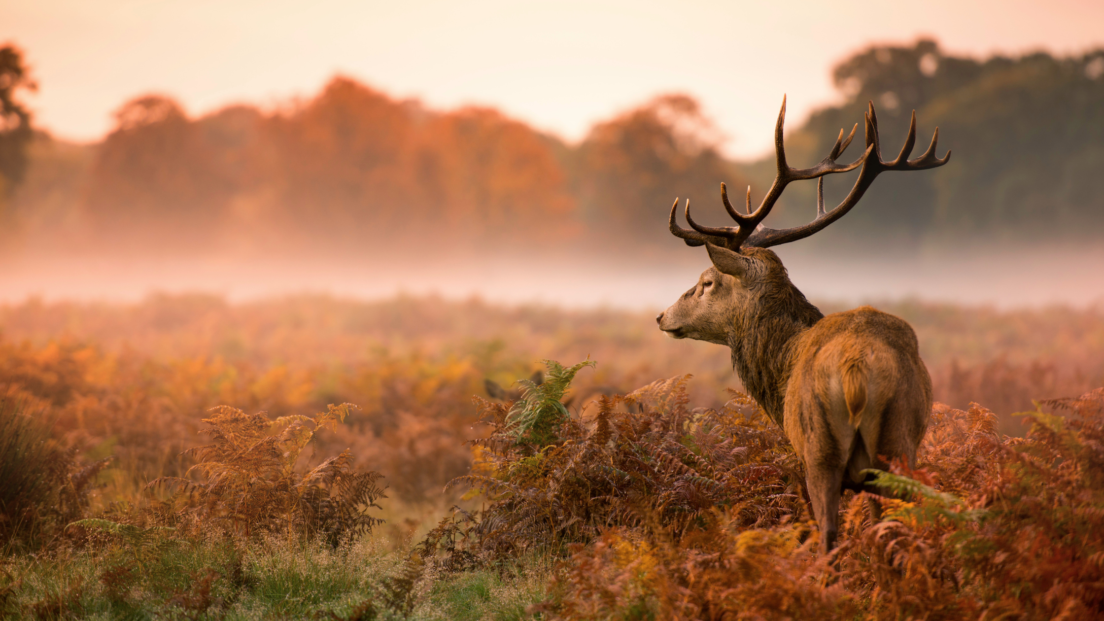 Deer