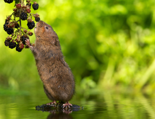 One year on: Water voles are thriving on the Hogsmill River!