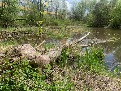 A beaver created wetland at Munich Airport