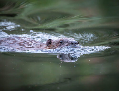 Help us name London’s new baby beavers