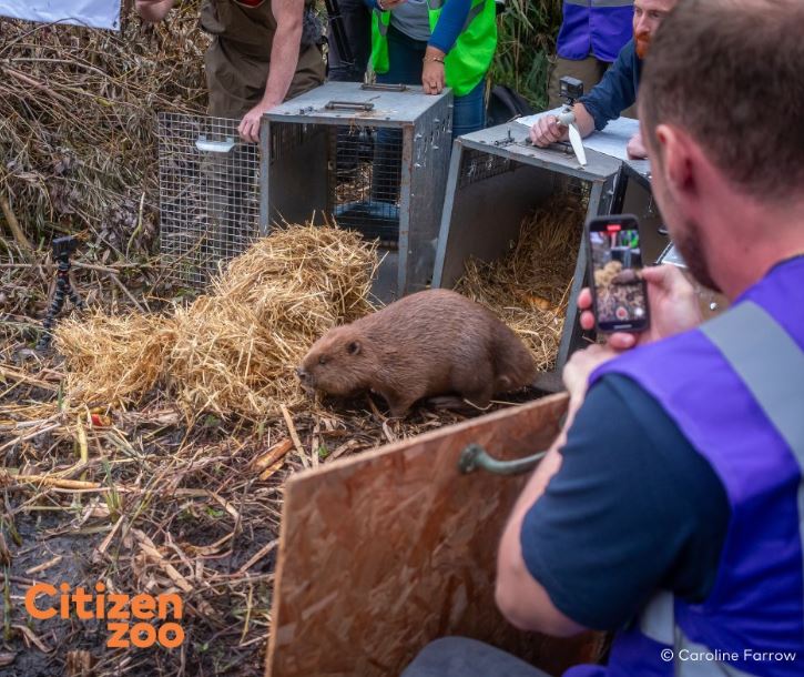 Beaver Release At Paradise Fields, Ealing Beaver Release At Paradise Fields, Ealing