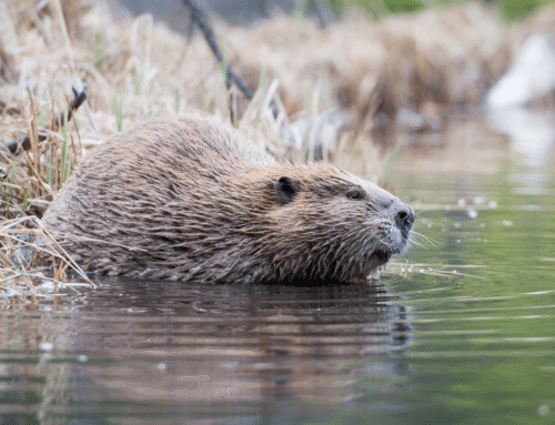 96% of survey respondents support Croydon beaver reintroduction