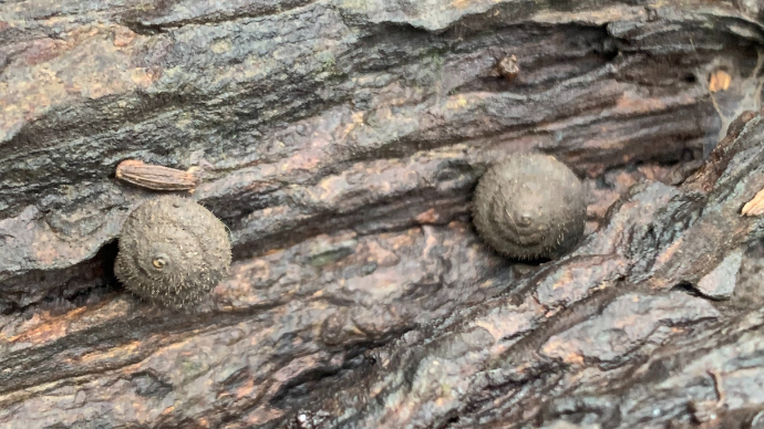German Hairy Snail 2