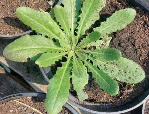 Race to save tower mustard – one of the UK’s rarest native plants