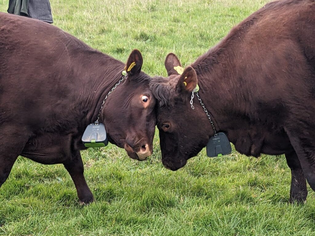 Two Sussex Cattle playfully butt heads as they meet for the first time