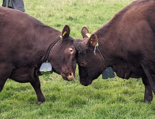 Three more cattle mooove onto WILD Tolworth!