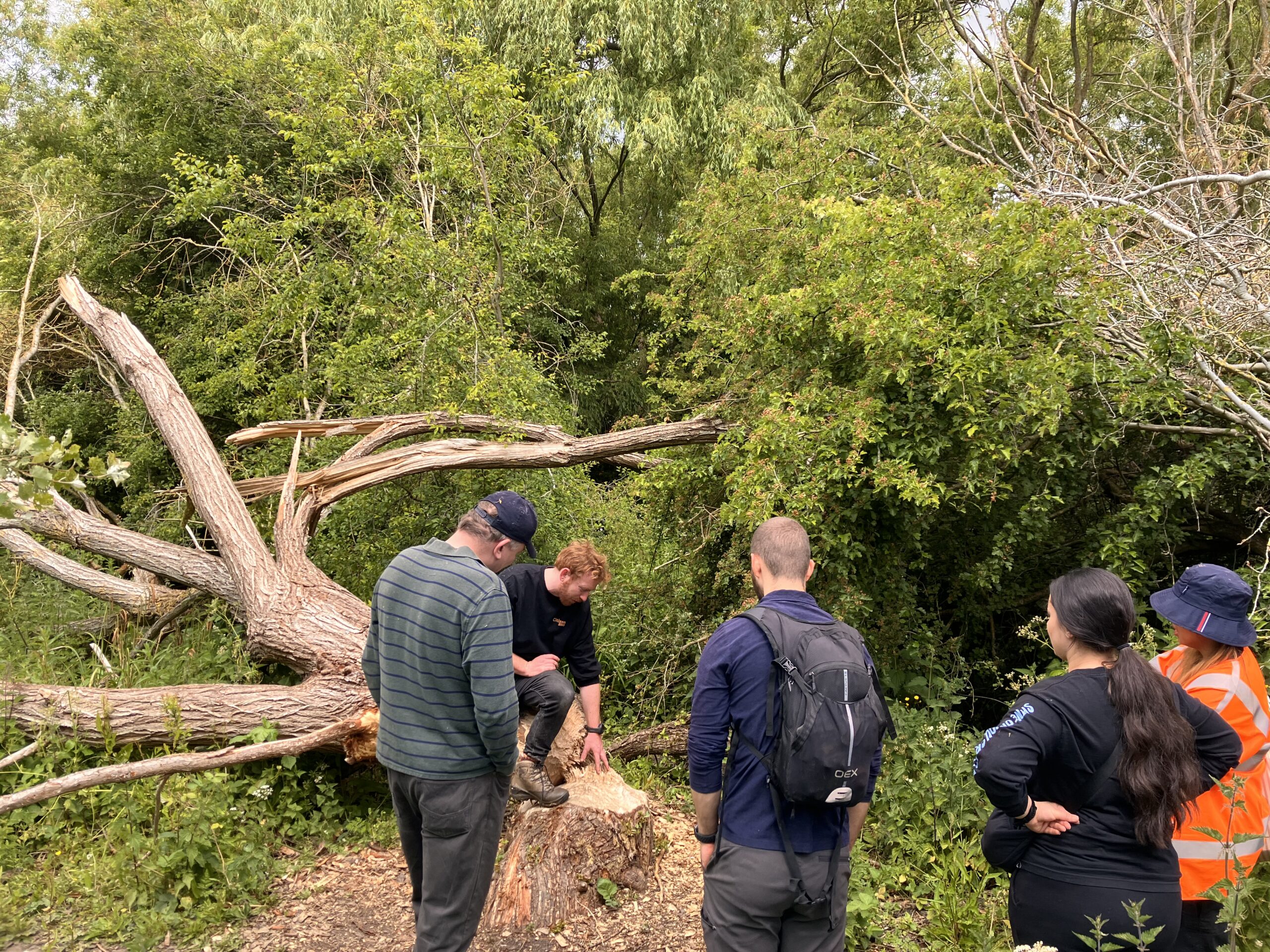 Beaver tour at Paradise Fields Tour of Paradise Fields showing beaver activity
