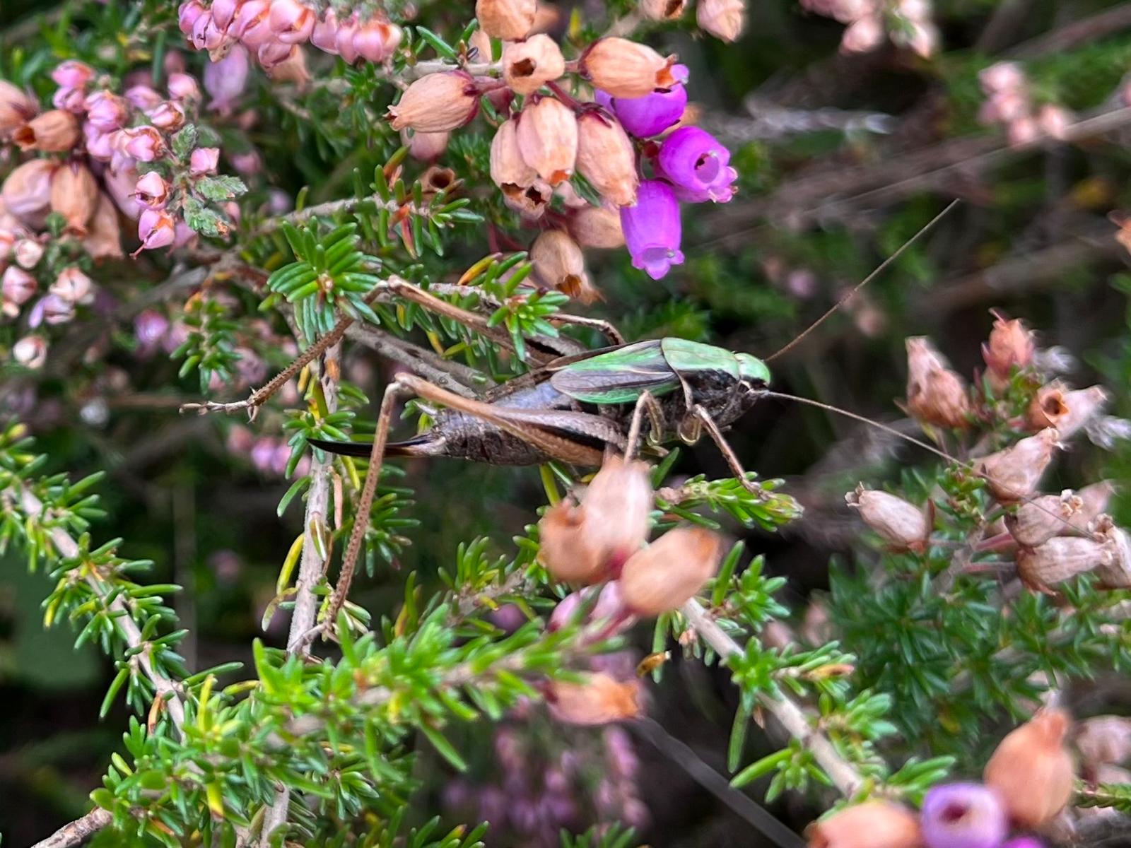 Bog Bush Cricket Bog Bush Cricket
